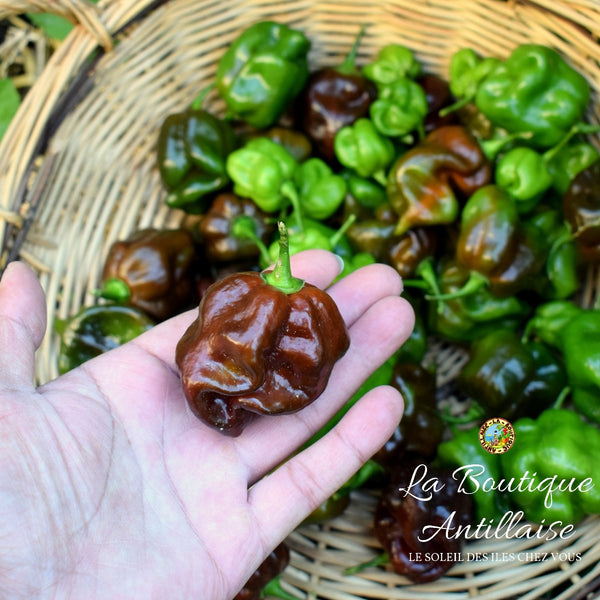 GRAINES PIMENT HABANERO CHOCOLAT - La Boutique Antillaise