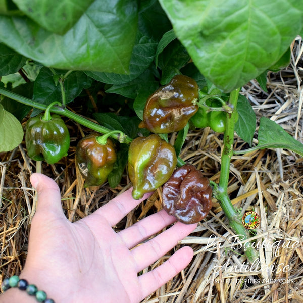 PIMENT HABANERO CHOCOLAT PLANT ADULTE - La Boutique Antillaise