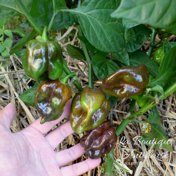 GRAINES PIMENT HABANERO CHOCOLAT - La Boutique Antillaise