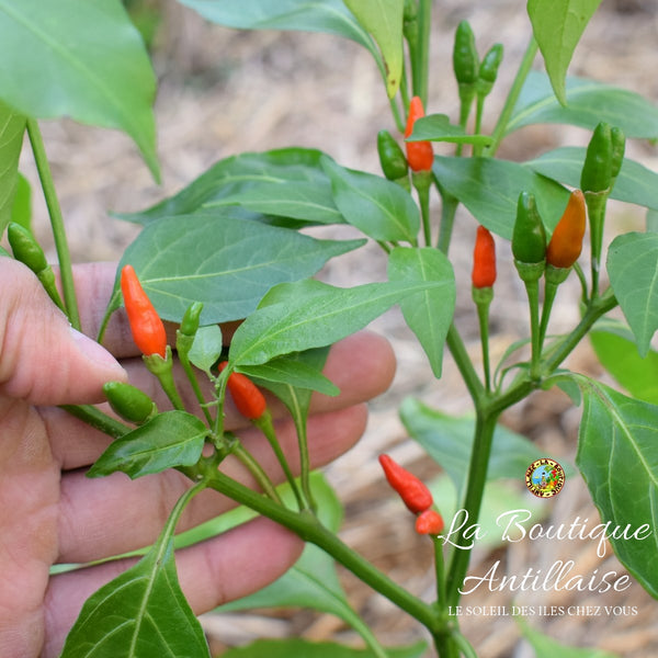 GRAINES PIMENT OISEAU - La Boutique Antillaise