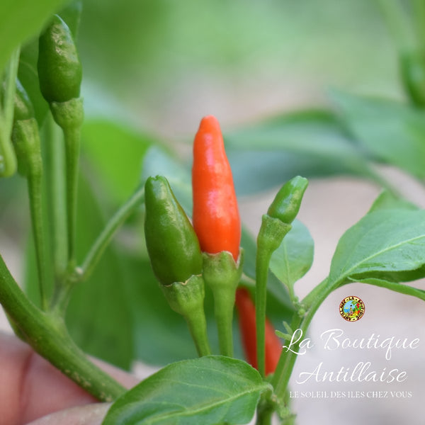 GRAINES PIMENT OISEAU - La Boutique Antillaise