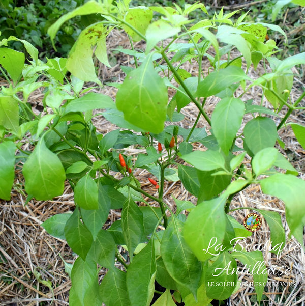 GRAINES PIMENT OISEAU - La Boutique Antillaise