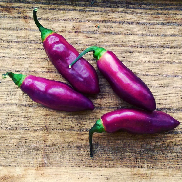 PIMENT PIMENTA DE NEYDE JEUNE PLANT - La Boutique Antillaise