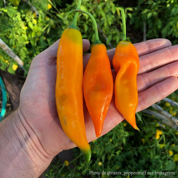Piment Aji Amarillo plant adulte