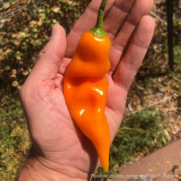 Piment Aji Amarillo plant adulte