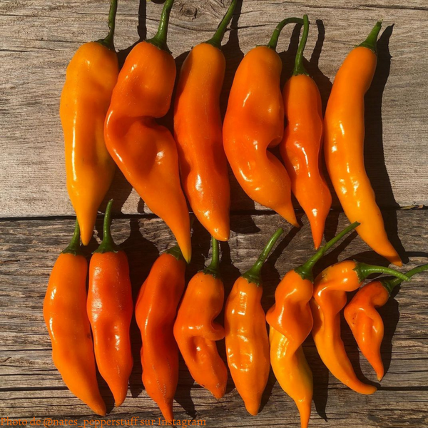 Piment Aji Amarillo plant adulte