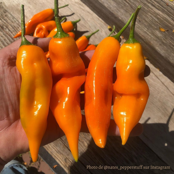 Piment Aji Amarillo plant adulte