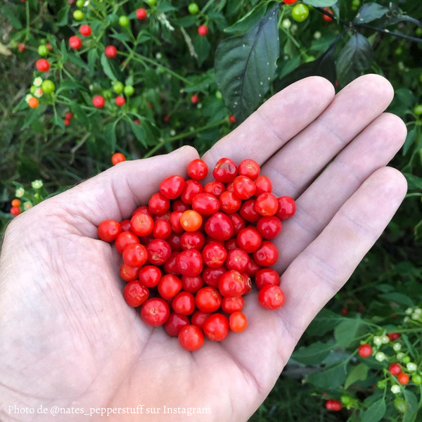 Piment Chiltepin jeune plant - La Boutique Antillaise