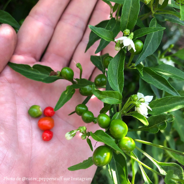 Piment Chiltepin jeune plant - La Boutique Antillaise