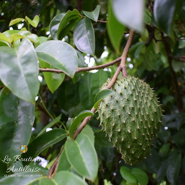 COROSSOL PLANT - GRAVIOLA - SOURSOP - La Boutique Antillaise
