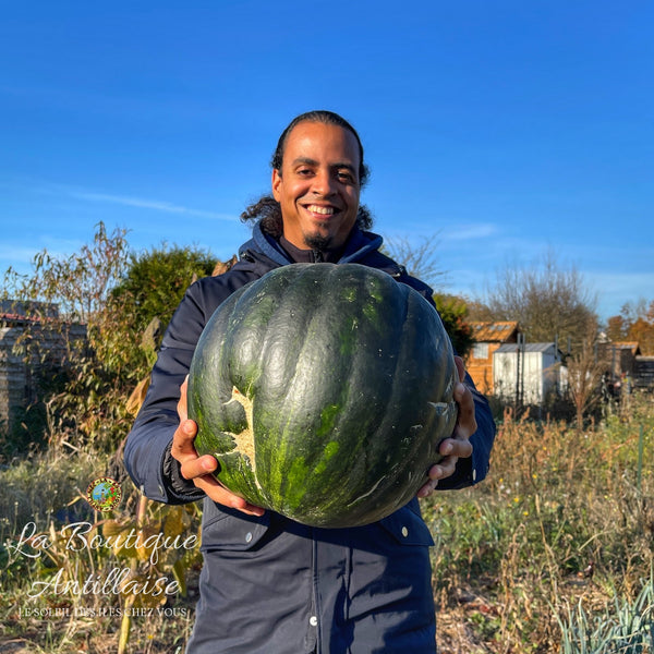 Giraumon plant - La Boutique Antillaise