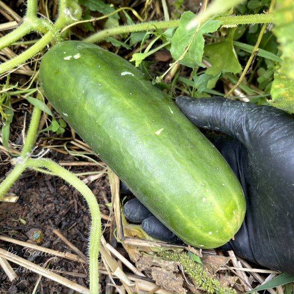 GRAINES CONCOMBRE - 10 GRAINES - La Boutique Antillaise