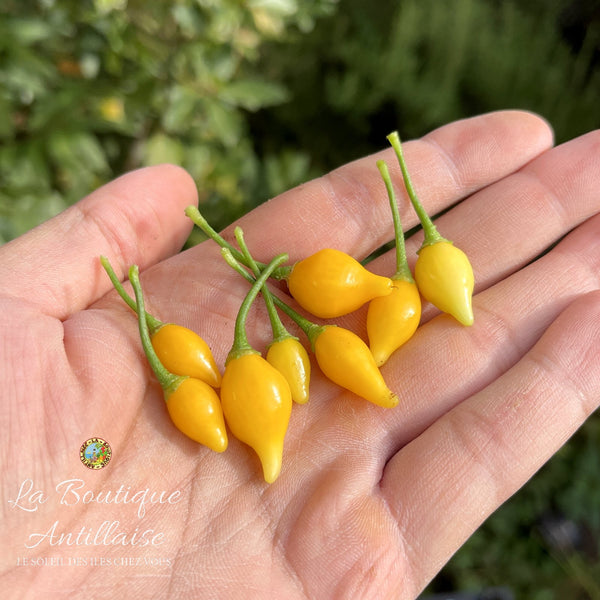 Graines piment Biquinho jaune - La Boutique Antillaise