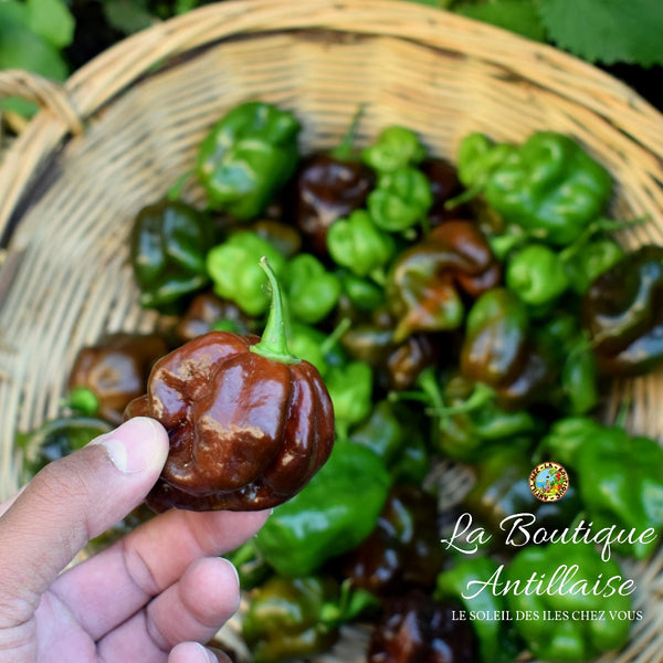 PIMENT HABANERO CHOCOLAT PLANT ADULTE - La Boutique Antillaise
