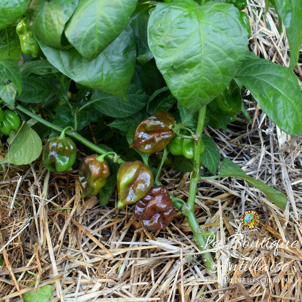 PIMENT HABANERO CHOCOLAT PLANT ADULTE - La Boutique Antillaise