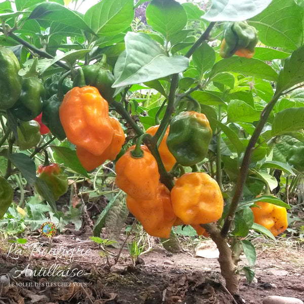 Graines piment Habanero jaune