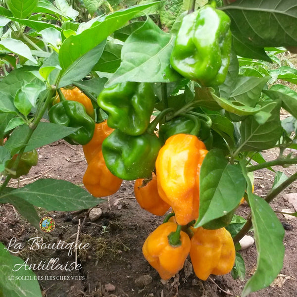 Piment Habanero jaune