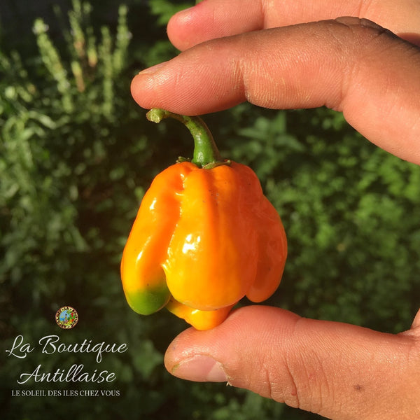 Piment Habanero jaune