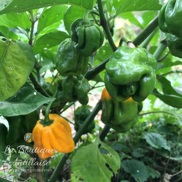 Graines piment Habanero jaune