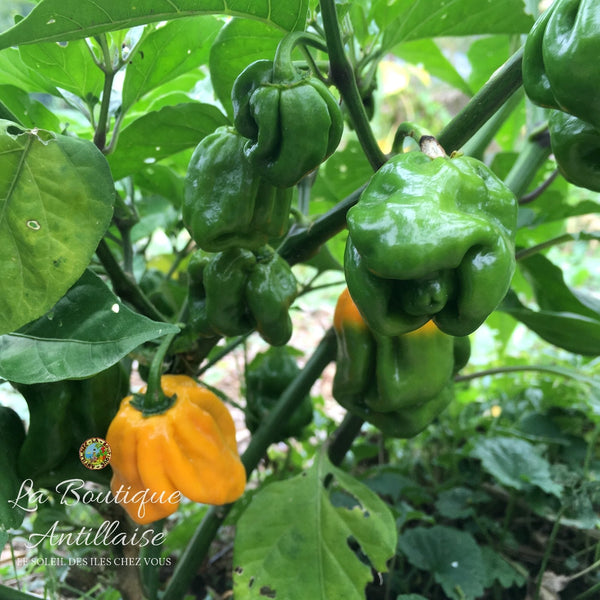 Piment Habanero jaune