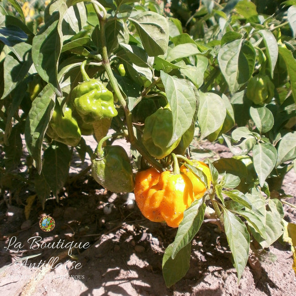 Piment Habanero jaune