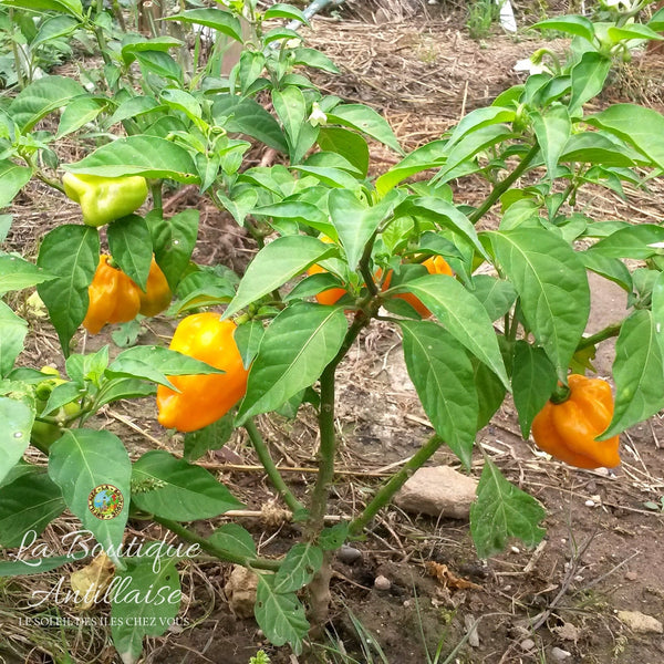 Piment Habanero jaune