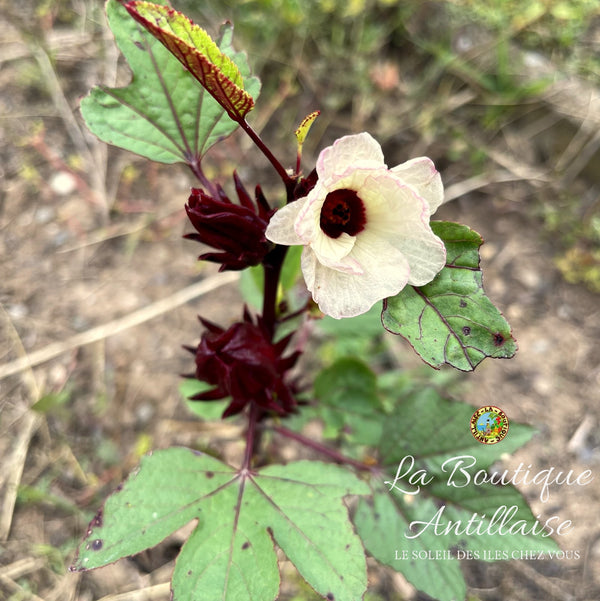 PLANT OSEILLE DE GUINEE - GROSEILLE PAYS - ROSELLE - HIBISCUS - KARKADE - BISSAP - La Boutique Antillaise