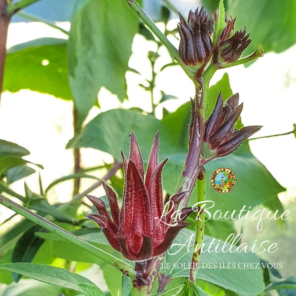 PLANT OSEILLE DE GUINEE - GROSEILLE PAYS - ROSELLE - HIBISCUS - KARKADE - BISSAP - La Boutique Antillaise