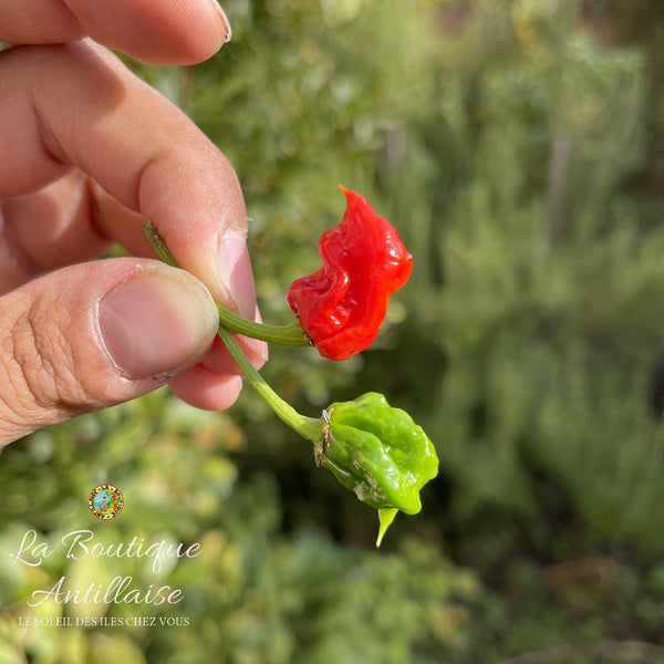 Piment Dragons Breath - jeune plant - La Boutique Antillaise