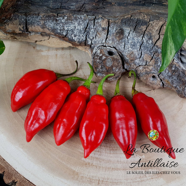 PIMENT VEGETARIEN PLANT ADULTE - La Boutique Antillaise