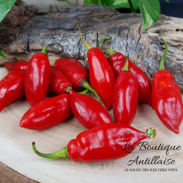 PIMENT VEGETARIEN PLANT ADULTE - La Boutique Antillaise