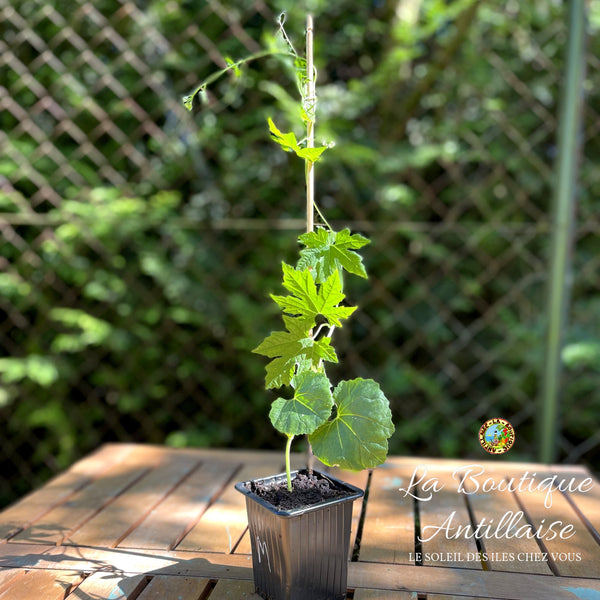 PLANT DE MARGOSE - CONCOMBRE AMER - PAROKA - MANGE COOLIE - La Boutique Antillaise