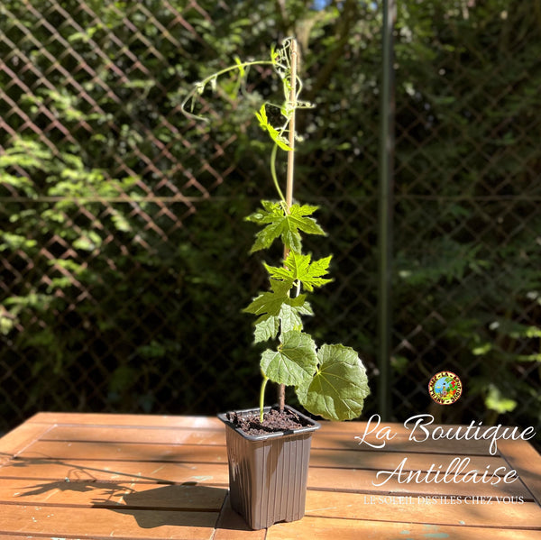 PLANT DE MARGOSE - CONCOMBRE AMER - PAROKA - MANGE COOLIE - La Boutique Antillaise