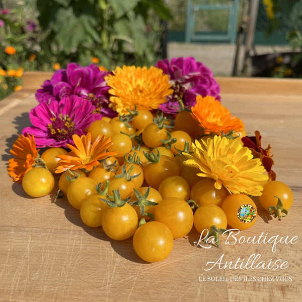 Tomate Cerise Mille fleurs Plant