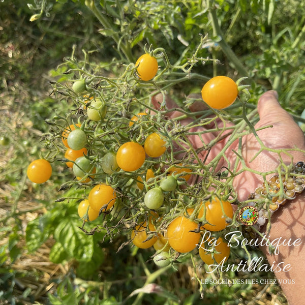 Tomate Cerise Mille fleurs Plant