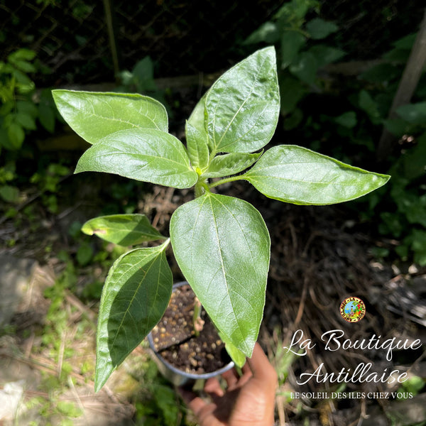 PLANT TOURNESOL GEANT KONG - La Boutique Antillaise