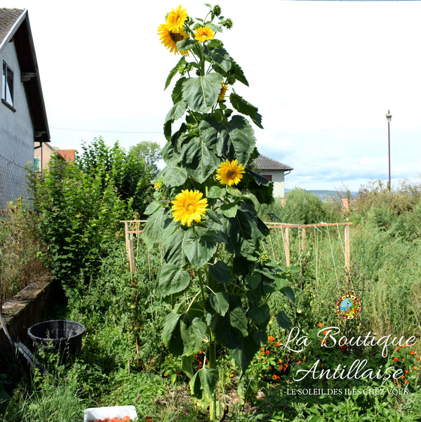 PLANT TOURNESOL GEANT KONG - La Boutique Antillaise