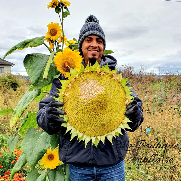 PLANT TOURNESOL GEANT KONG - La Boutique Antillaise