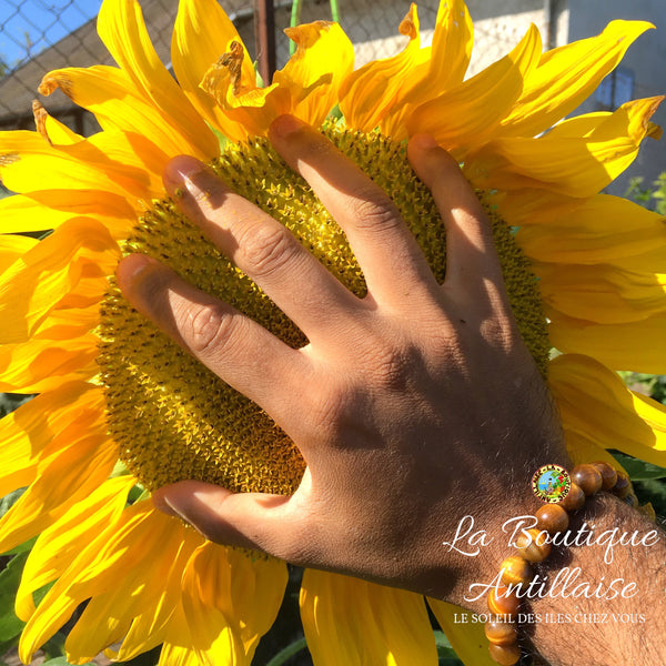 PLANT TOURNESOL GEANT KONG - La Boutique Antillaise