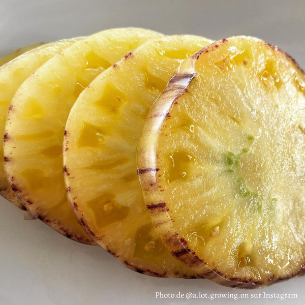 Tomate Sart Roloise Plant