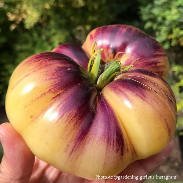 Tomate Sart Roloise Plant