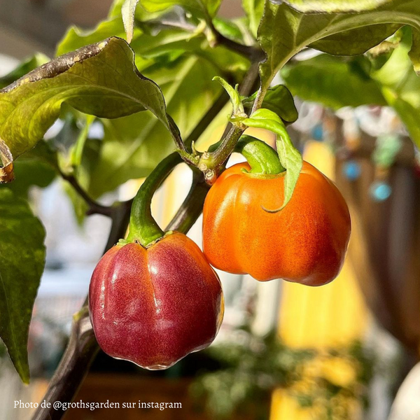 Piment Purple Peach CGN 21500 jeune plant - La Boutique Antillaise