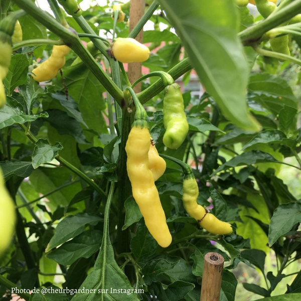 Piment Aribibi Gusano jeune plant