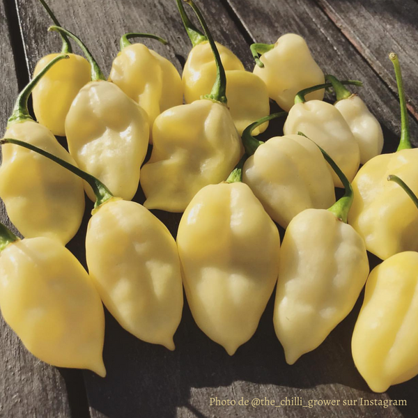 Piment Bhut Jolokia Blanc jeune plant - La Boutique Antillaise