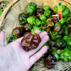 Piment Habanero Chocolat jeune plant
