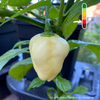 Piment Habanero White Giant jeune plant