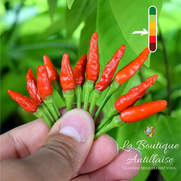 Piment Oiseau jeune plant - La Boutique Antillaise