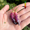Piment Pink Tiger jeune plant
