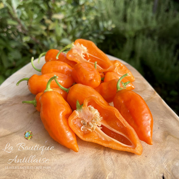 Piment Habanada - Vegetarien orange - 5 jeunes plants +1 gratuit - La Boutique Antillaise