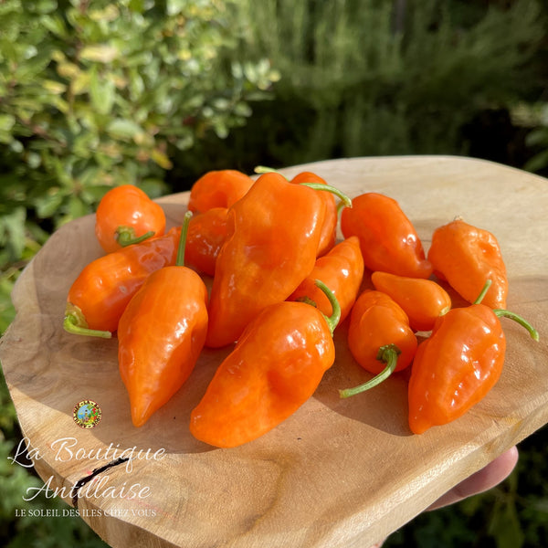 Piment Habanada - Vegetarien orange - jeune plant - La Boutique Antillaise